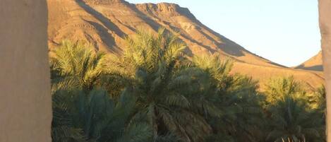A view of palm trees in front of a mountain.