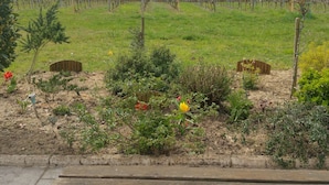 A vineyard with rows of grapevines and a grassy field in the foreground. - Le Logis du Livier (Doué-en-Anjou)
