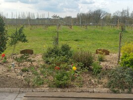 Viñedo con hileras de vides y un campo de hierba al frente.