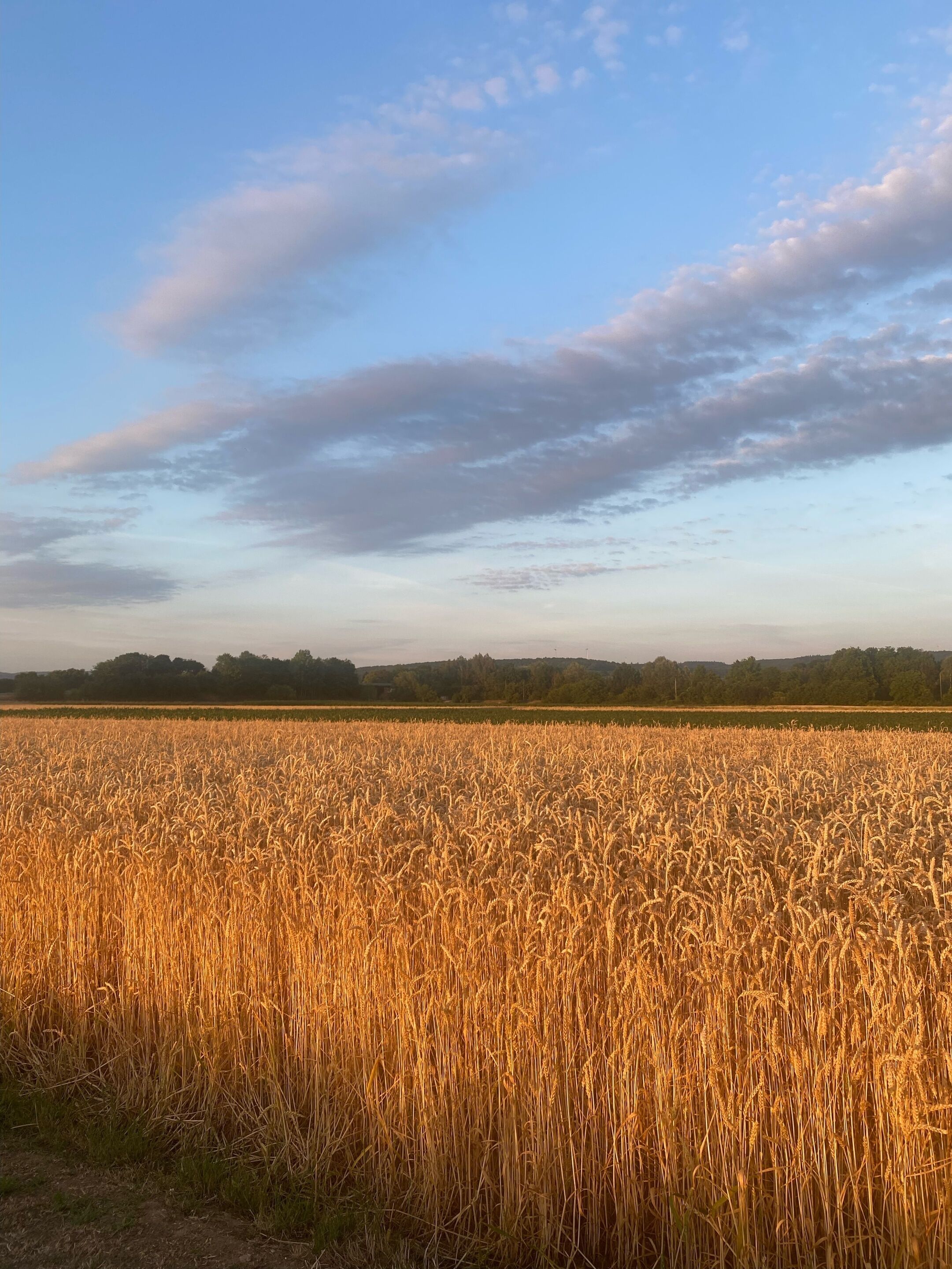 A field of golden wheat under a clear sky.