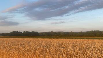 A field of golden wheat under a clear sky.