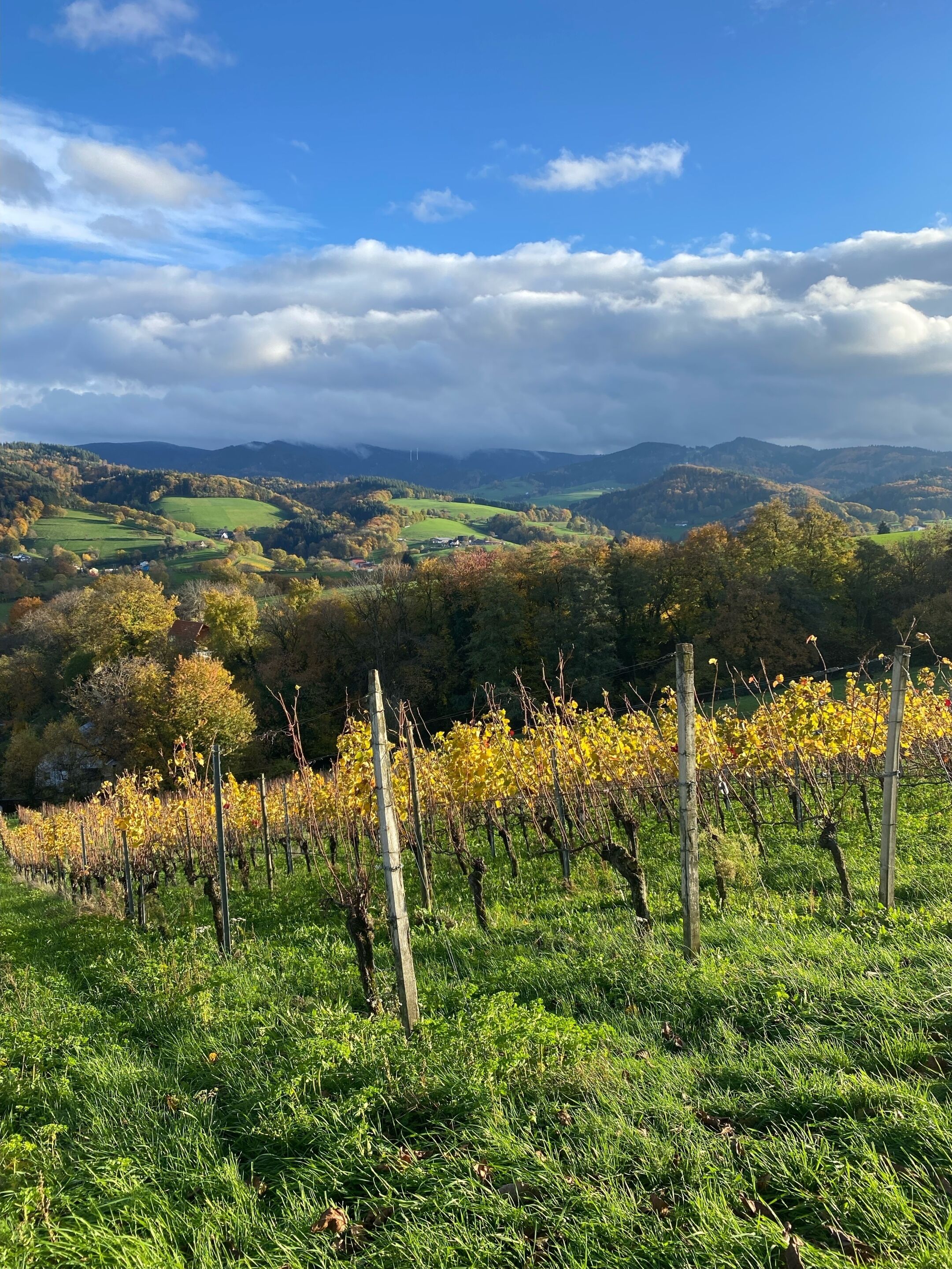 Ein Weinberg mit Rebenreihen und Blick auf sanfte Hügel und einen bewölkten Himmel.