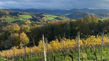Ein Weinberg mit Rebenreihen und Blick auf sanfte Hügel und einen bewölkten Himmel.