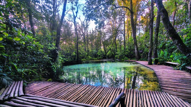 Una terraza de madera rodea un estanque en un área boscosa.