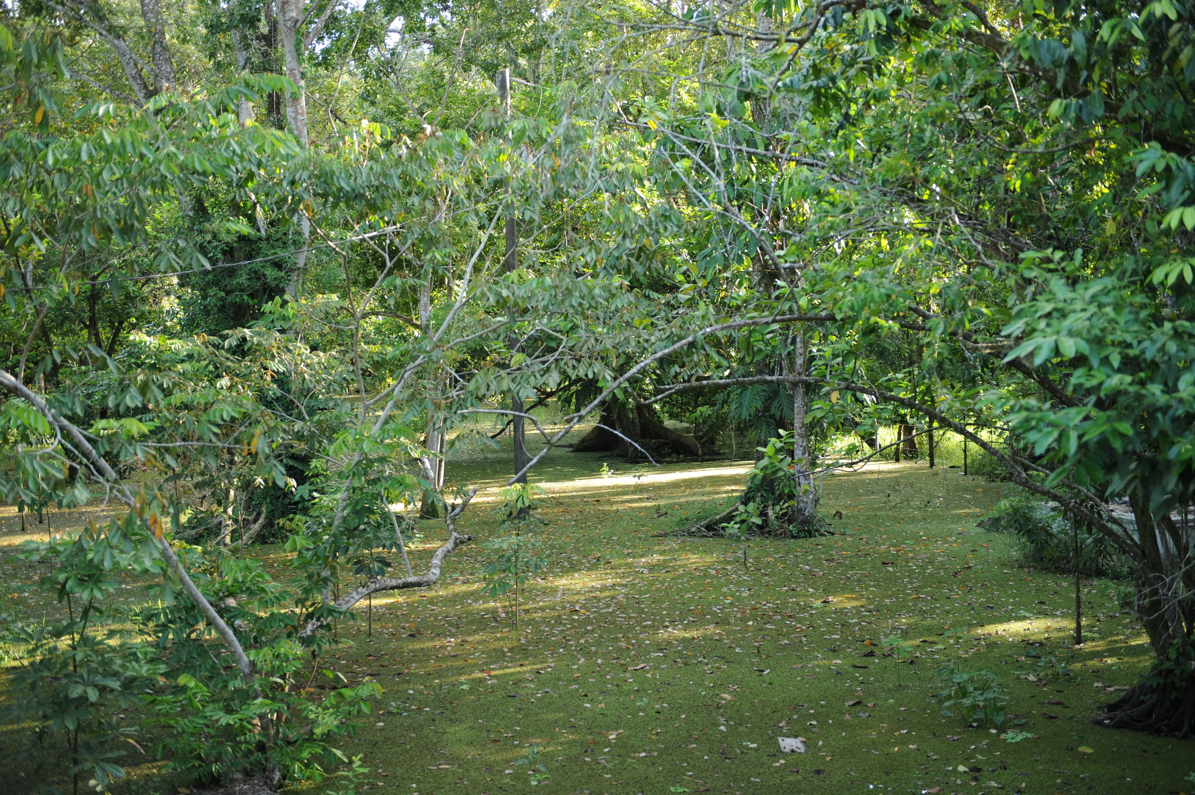 Un área boscosa y natural con un sendero de tierra.