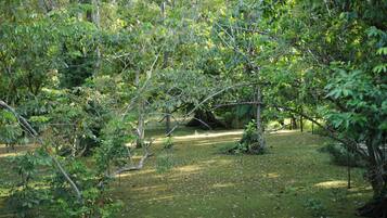 Un área boscosa y natural con un sendero de tierra.