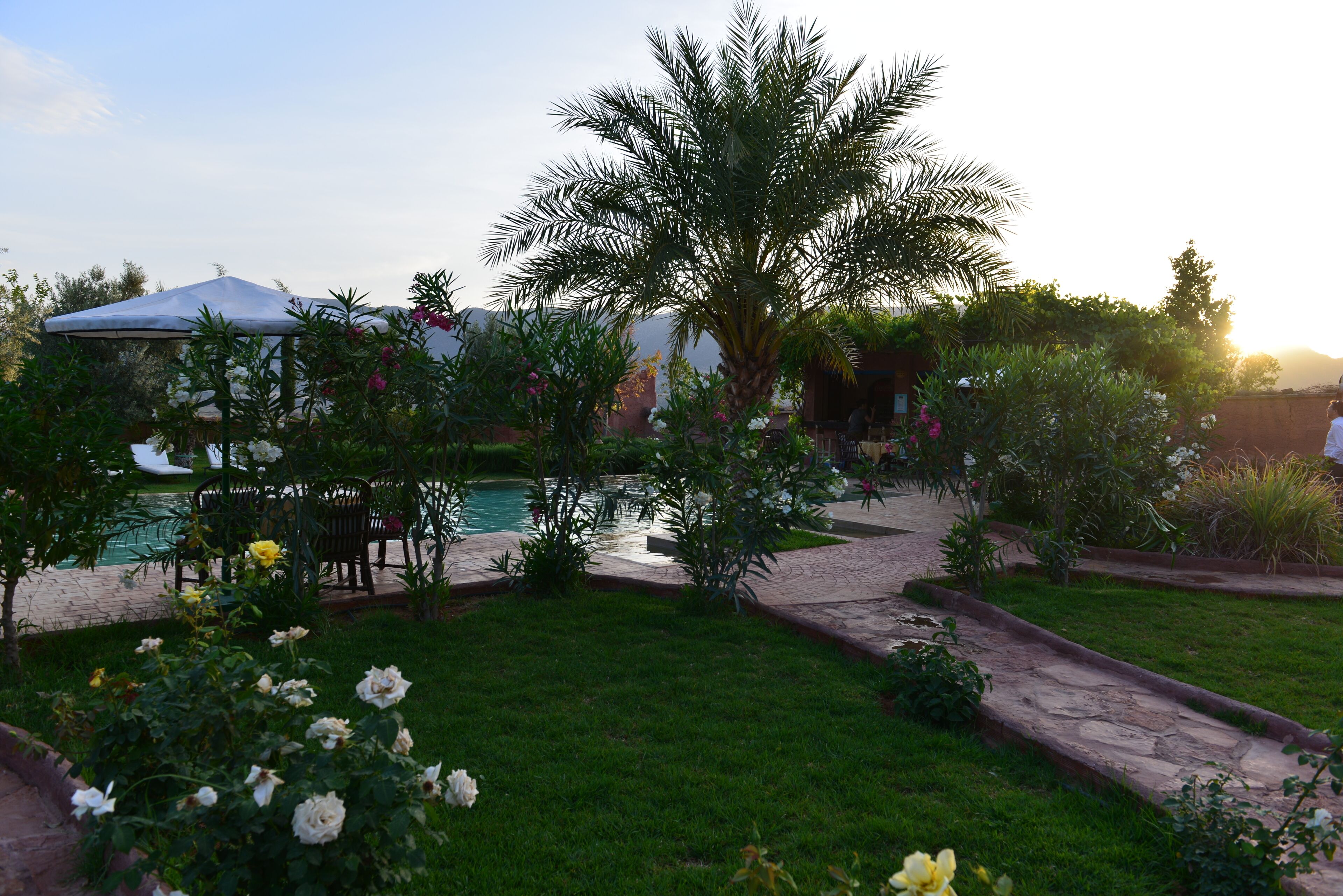 Un jardín con piscina, palmera y flores.