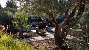 A landscaped garden with a variety of trees, a pathway, and a stone bench. - The Astro (Santa Rosa)
