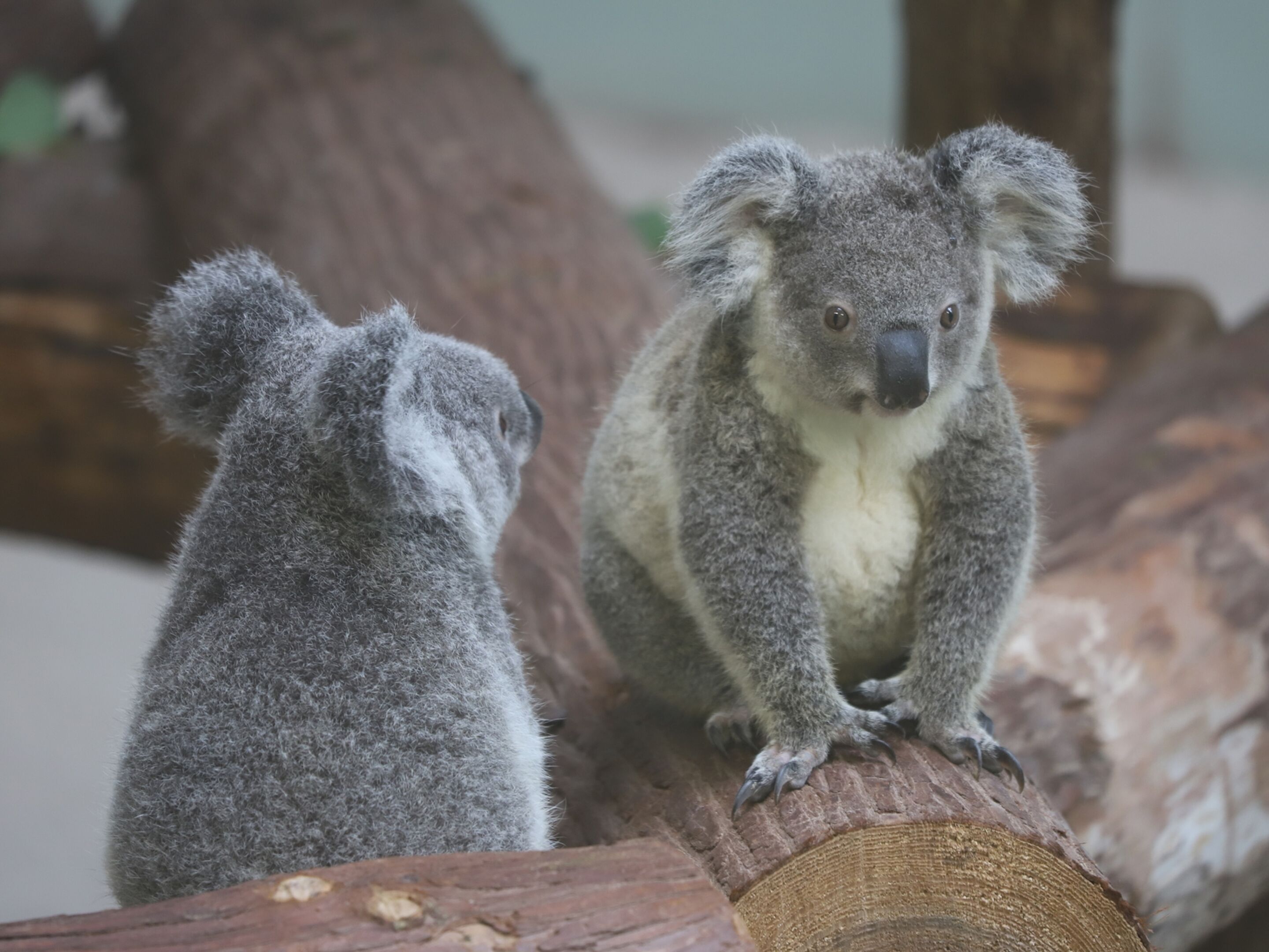 Two koalas sitting on a log.