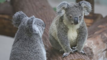 Two koalas sitting on a log.