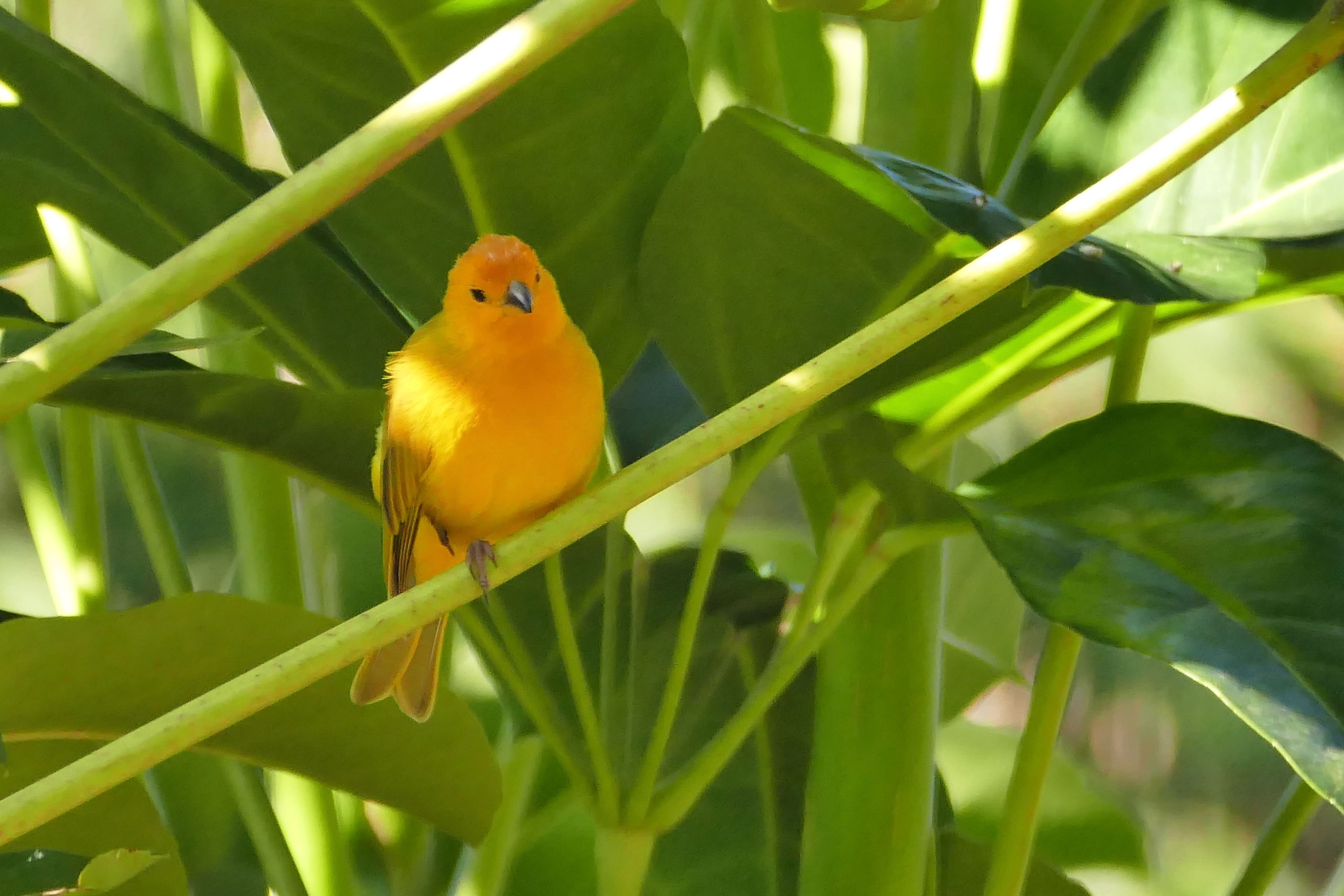 Un petit oiseau jaune était perché sur une plante verte.