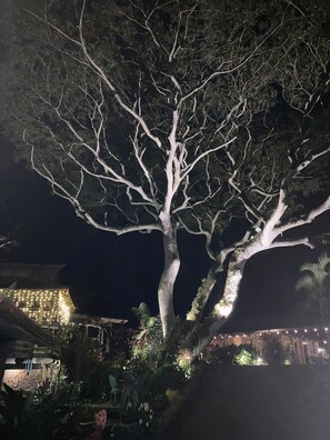 Uma árvore grande com galhos complexos em um ambiente noturno.