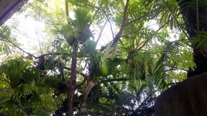 Property grounds - Maliwan Holiday Home (Nakhon Si Thammarat)