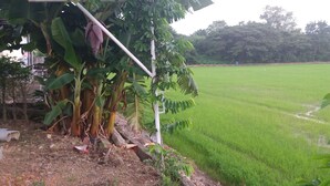 A lush green field with a banana tree and a white pole. - 7 Up Resort (Nakhon Nayok)