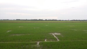 A vast green field with a small water channel in the foreground. - 7 Up Resort (Nakhon Nayok)