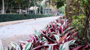 Property grounds - Singha Rubber Tree Resort (Sai Yok)