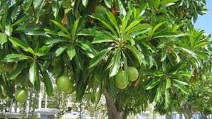 A tree with green fruits in a landscaped area with a pathway and a white fence. - Moon Margo (Cha-am)