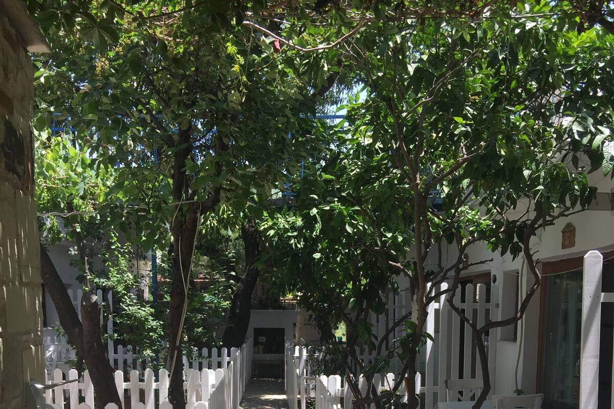 A pathway flanked by white picket fences, leading to a building with a white facade and a window with a curtain.