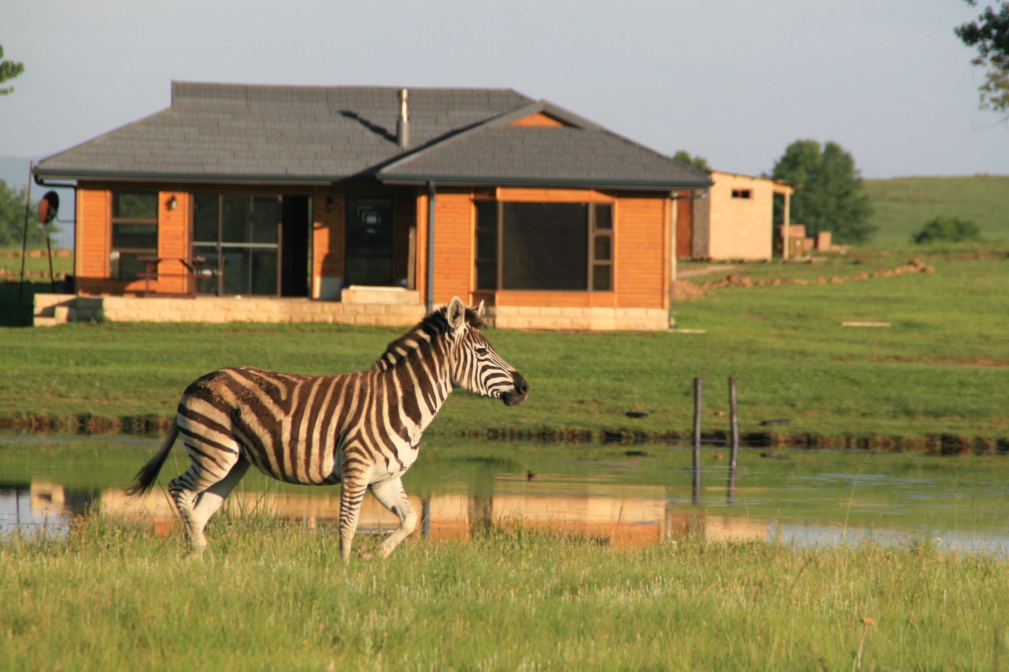 A zebra walking in front of a house with a pond.