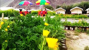 Ein Gartenbereich mit bunten Sonnenschirmen, Grünpflanzen und kleinen weißen Gebäuden im Hintergrund.