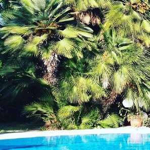 A pool surrounded by lush green palm trees. - All'ombra del palmeto (Taranto)