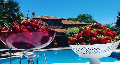 All'ombra del palmeto