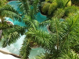 Una piscina rodeada de exuberantes palmeras verdes.