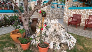 Un jardín con un árbol, plantas en macetas y un muro de piedra.