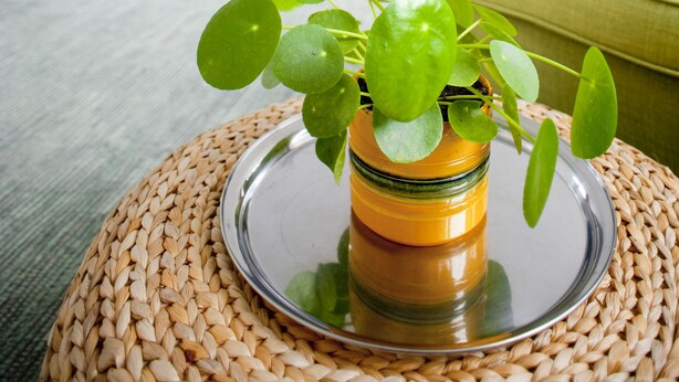 Sala de estar com uma cama, um sofá verde e uma planta em vaso sobre uma mesa de fibra natural.