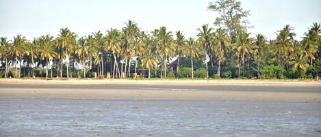 A beach with palm trees and a sandy shore.