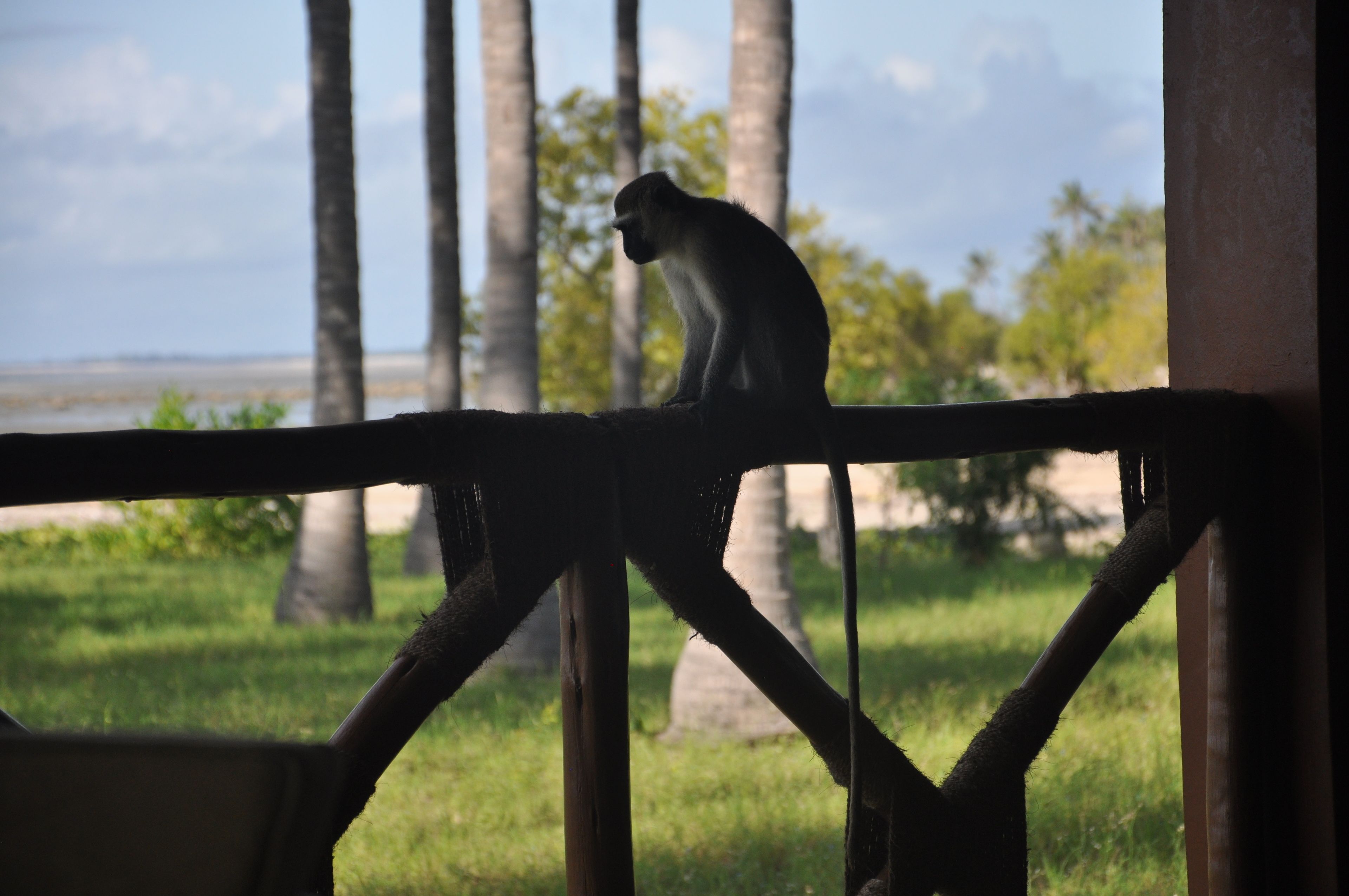 A monkey sitting on a wooden structure with a view of palm trees and a grassy area in the background.