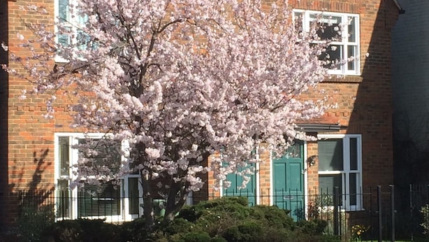 A two-story brick house with a green door and windows, surrounded by a black metal fence and a tree with pink blossoms. - 3 Summertown Court (Oxford)