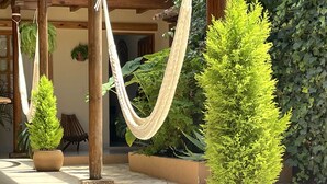 Un patio con dos plantas en macetas, una hamaca y una pérgola de madera.