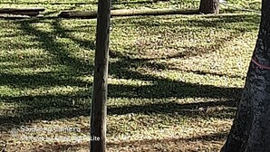 Un parque con zona verde, árboles y un cuerpo de agua al fondo.