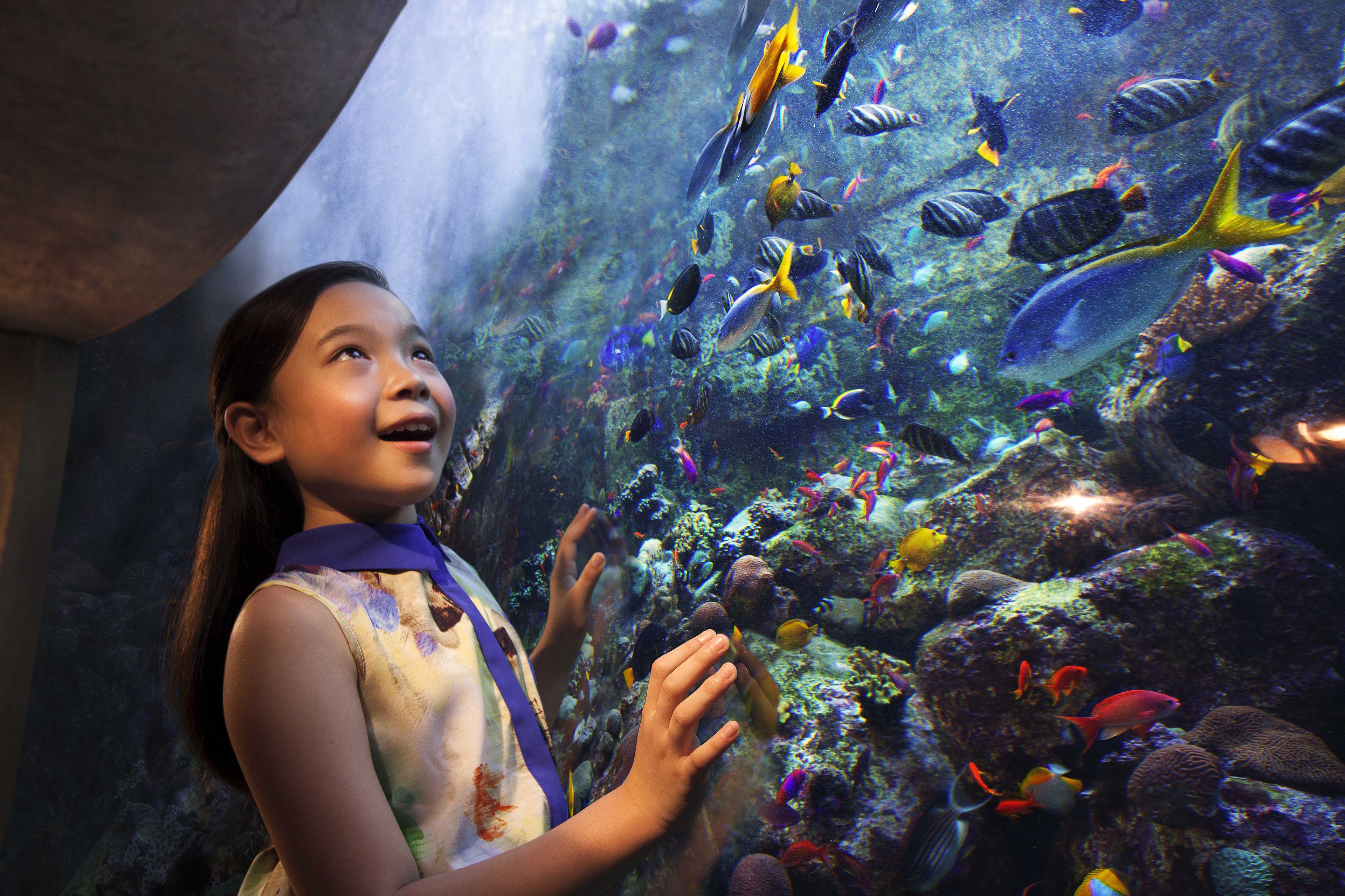 A child observing an aquarium with various fish species.
