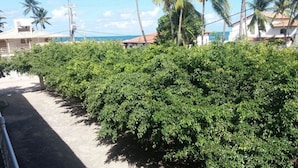 A row of lush green bushes along a paved path, with buildings and palm trees in the background. - Pousada Recanto Rubaiyat (Ipojuca)