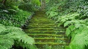 Una escalera rodeada de helechos verdes y árboles exuberantes.