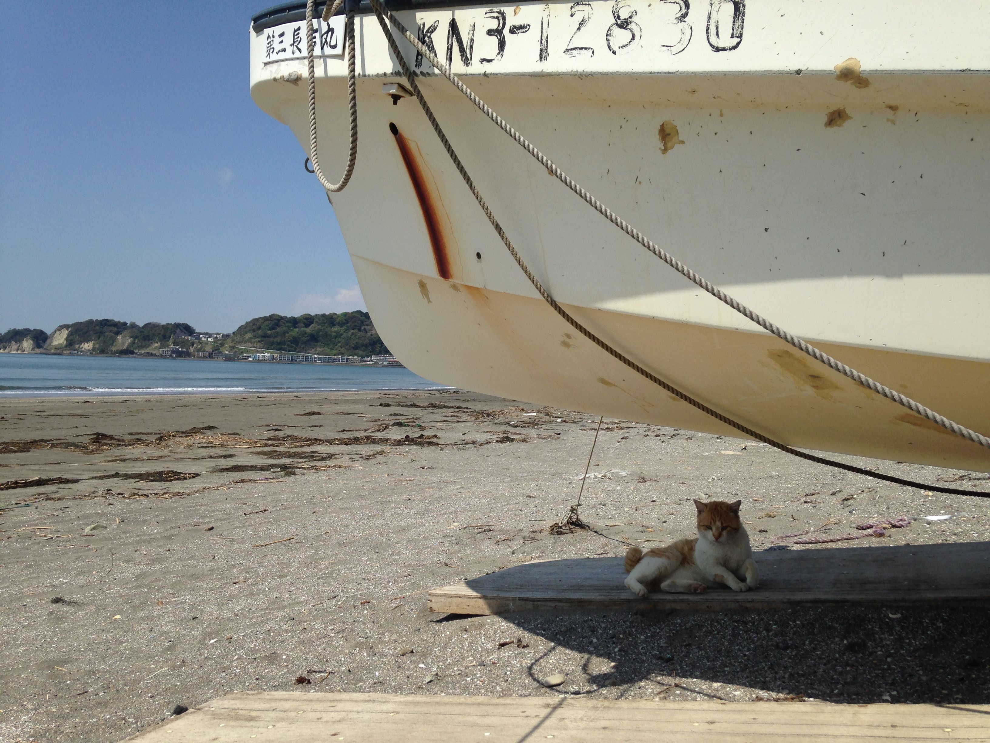 A boat with a visible identification number and a cat lying on a wooden plank on the beach.