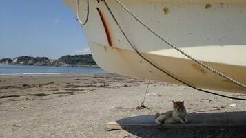 A boat with a visible identification number and a cat lying on a wooden plank on the beach.