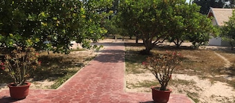 Dracaena Resort