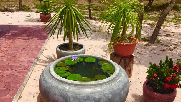 A garden with a pond, potted plants, and a tiled walkway. - Dracaena Resort (Prasat Sambour)