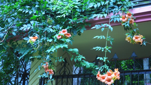 Un jardin agrémenté de plantes à fleurs et entouré d’une clôture en métal.