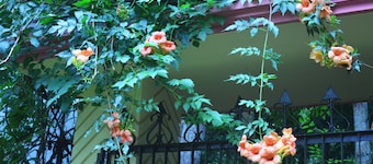 Lawachara Eco Cottage
