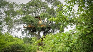 A treehouse structure built into a large tree, surrounded by dense foliage. - Leopard Nest in Yala (Tissamaharama)