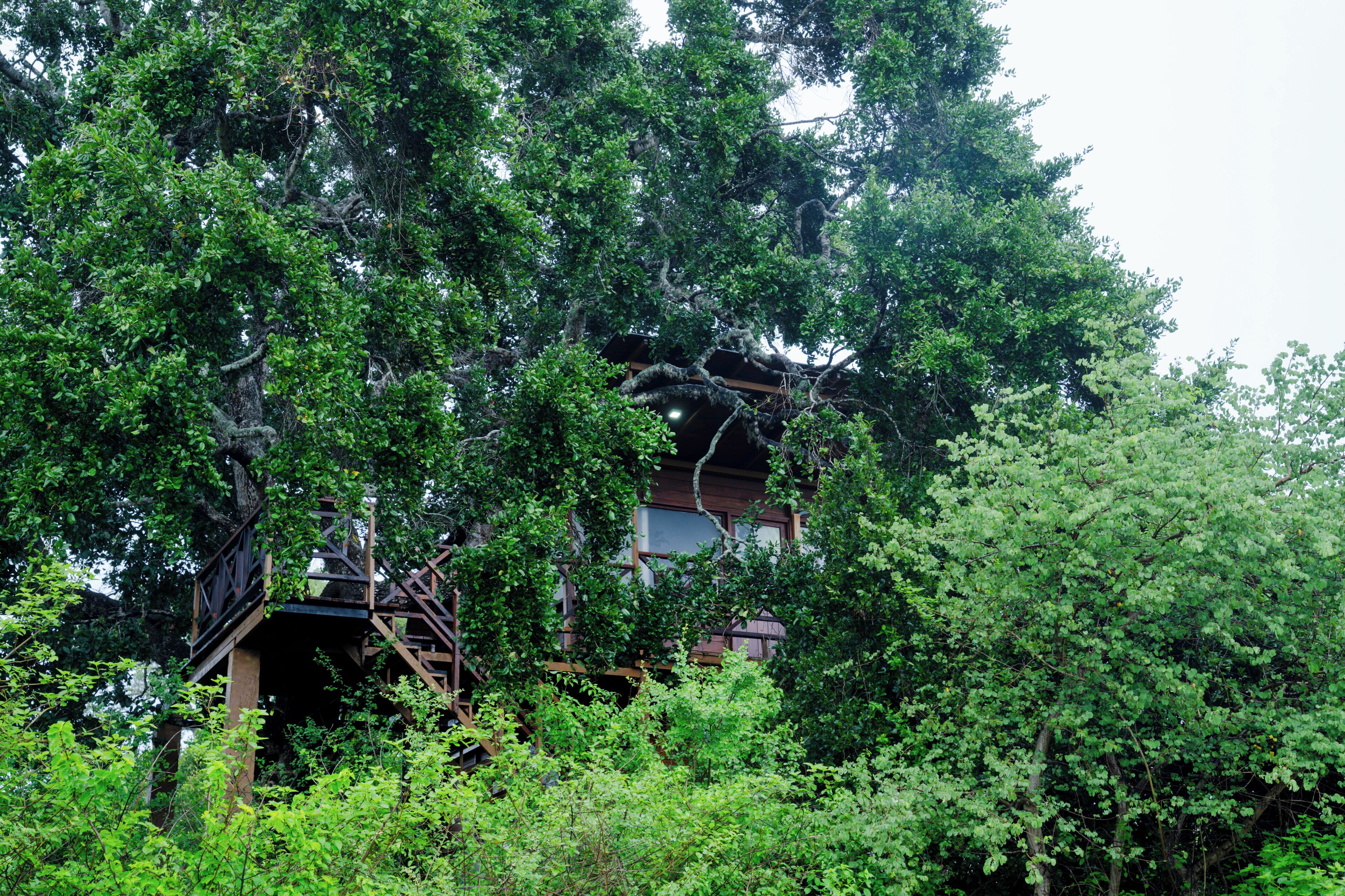 Estructura tipo casa en un árbol con una escalera de madera y una plataforma de observación, rodeada de follaje denso.