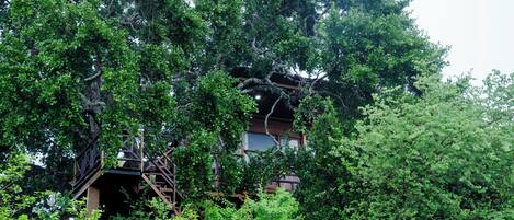 Estructura tipo casa en un árbol con una escalera de madera y una plataforma de observación, rodeada de follaje denso.