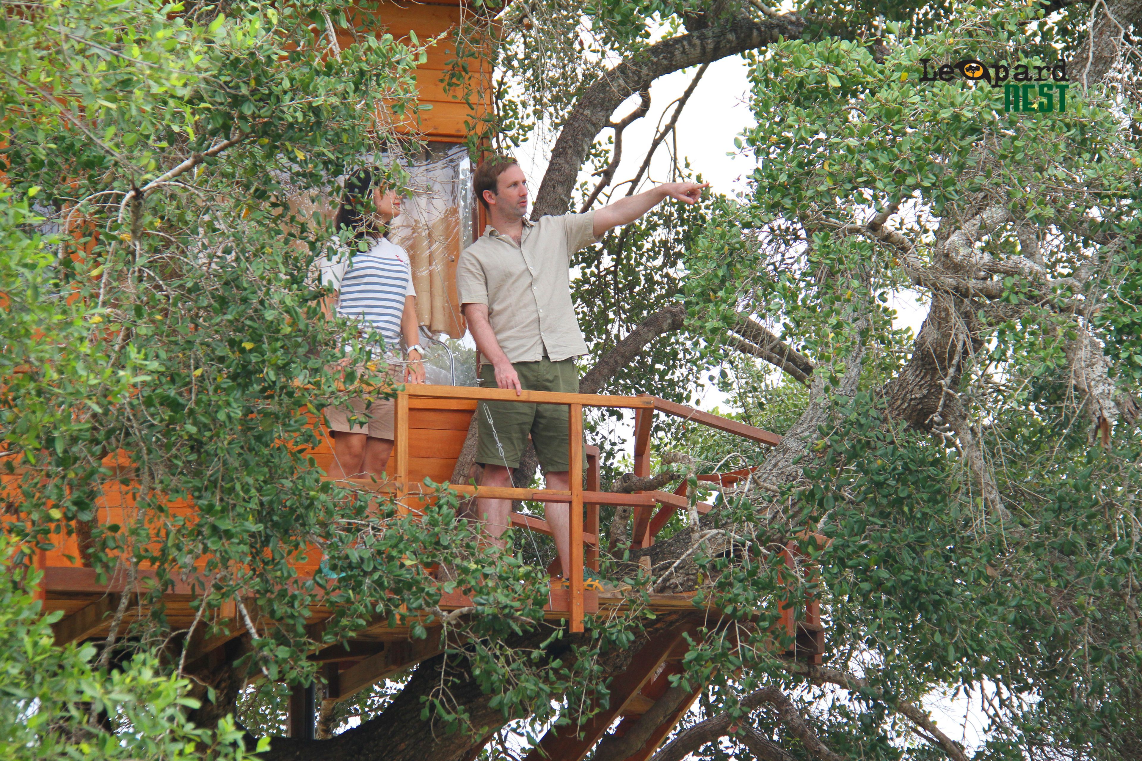 A man standing on a wooden platform in a tree, pointing towards the tree canopy.