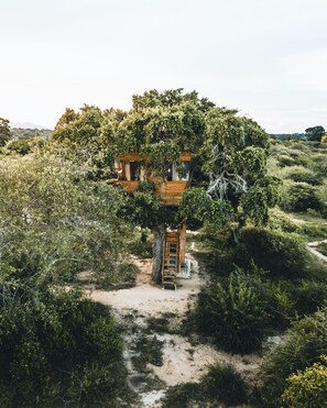 Queen Tree Nest | 鳥瞰角度