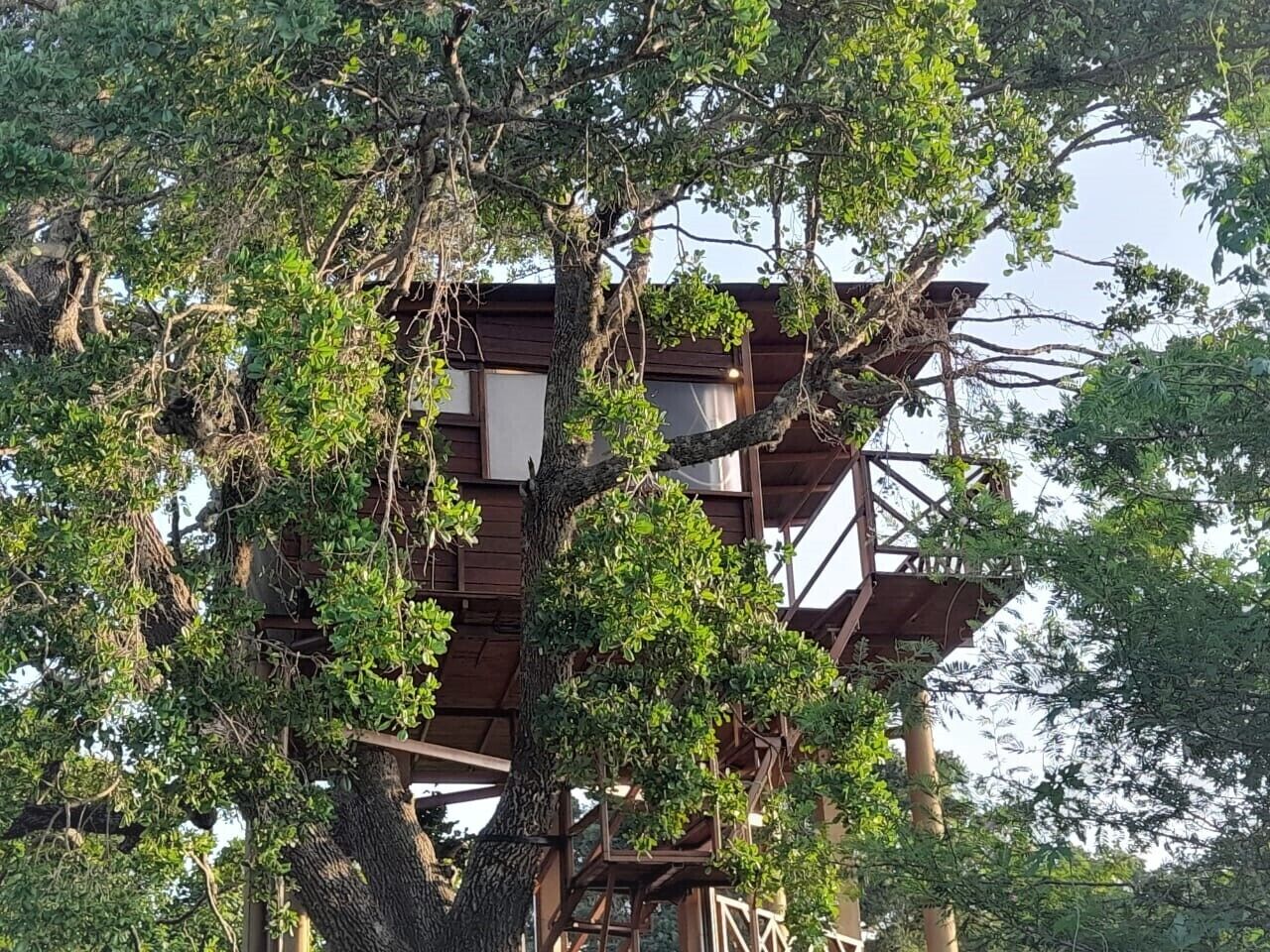 Une cabane dans les arbres à plusieurs niveaux, construite avec des poutres en bois et entourée d’un feuillage dense.