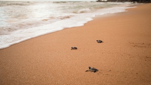 A beach with three turtles on the sand.